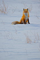 Red fox (Vulpes vulpes) sitting in snow, Regina Saskatchewan, Canada
