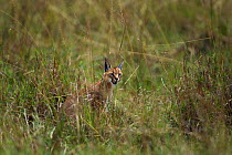Caracal (Caracal caracal) female peering through grass, Masai Mara National Reserve, Kenya, August