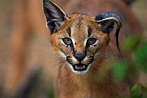 Caracal (Caracal caracal) kitten, six months, portrait with one year raised and one ear drooping, Masai Mara National Reserve, Kenya, August