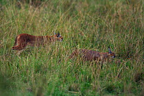 Caracal (Caracal caracal) female with six month kitten walking through long grass, Masai Mara National Reserve, Kenya, August