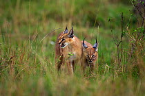 Caracal (Caracal caracal) female with six month kitten walking through long grass, Masai Mara National Reserve, Kenya, August