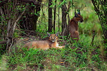 Caracal (Caracal caracal) two kittens resting in shade, six months, Masai Mara National Reserve, Kenya, August