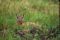 Caracal (Caracal caracal) six month kitten resting in grass, Masai Mara National Reserve, Kenya, August