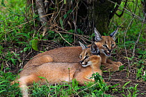 Caracal (Caracal caracal) two six month kittens resting in shade, Masai Mara National Reserve, Kenya, August