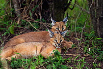 Caracal (Caracal caracal) two six month kittens resting in shade, Masai Mara National Reserve, Kenya, August
