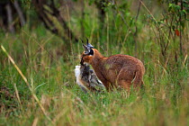 Caracal (Caracal caracal) six month kitten carrying African hare that its mother has killed for it, Masai Mara National Reserve, Kenya, August