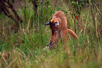Caracal (Caracal caracal) six month kitten jumping on African hare that its mother has killed for it, Masai Mara National Reserve, Kenya, August