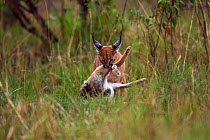 Caracal (Caracal caracal) six month kitten carrying an African hare that its mother has killed for it, Masai Mara National Reserve, Kenya, August