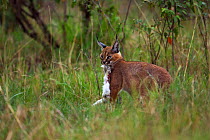 Caracal (Caracal caracal) six month kitten carrying an African hare that its mother has killed for it, Masai Mara National Reserve, Kenya, August
