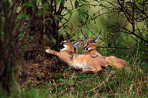 Caracal (Caracal caracal) two six month kittens playing together in shade, Masai Mara National Reserve, Kenya, August