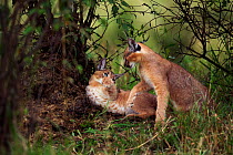Caracal (Caracal caracal) two six month kittens playing together in shade, Masai Mara National Reserve, Kenya, August