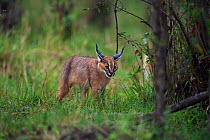 Caracal (Caracal caracal) six month kitten amongst vegetation, Masai Mara National Reserve, Kenya, August