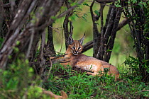 Caracal (Caracal caracal) six month kitten resting in shade, Masai Mara National Reserve, Kenya, August