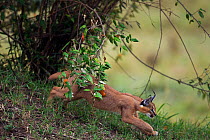 Caracal (Caracal caracal) six month kitten running through vegetation, Masai Mara National Reserve, Kenya, August