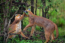 Caracal (Caracal caracal) two six month kittens play fighting, Masai Mara National Reserve, Kenya, August