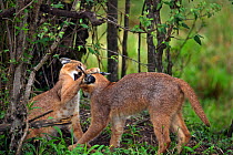 Caracal (Caracal caracal) two six month kittens play fighting, Masai Mara National Reserve, Kenya, August