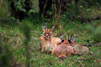 Caracal (Caracal caracal) two six month kittens suckling from mother, Masai Mara National Reserve, Kenya, August