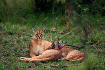 Caracal (Caracal caracal) two six month kittens suckling from mother, Masai Mara National Reserve, Kenya, August