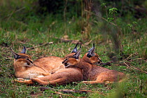 Caracal (Caracal caracal) two six month kittens resting with their mother, Masai Mara National Reserve, Kenya, August