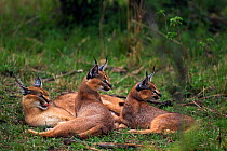 Caracal (Caracal caracal) two six month kittens resting with their mother, looking behind them, Masai Mara National Reserve, Kenya, August