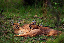 Caracal (Caracal caracal) two six month kittens resting with their mother, Masai Mara National Reserve, Kenya, August