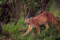 Caracal (Caracal caracal) six month kitten walking through vegetation, Masai Mara National Reserve, Kenya, August