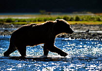 Silhouette of Grizzly bear (Ursus arctos horribilis) in water hunting for salmon, Katmai NP, Alaska, USA, August