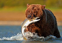 Grizzly bear (Ursus arctos horribilis) catching salmon, Katmai NP, Alaska, USA, August