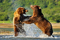 Two Grizzly bears (Ursus arctos horribilis) male (right) and female fighting over salmon, Katmai NP, Alaska, USA, August