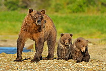 Grizzly bear (Ursus arctos horribilis) mother with two cubs, Katmai NP, Alaska, USA, August