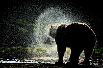 Grizzly bear (Ursus arctos horribilis) shaking dry after fishing for salmon, Katmai NP, Alaska, USA, August