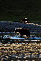 Grizzly bears (Ursus arctos horribilis) hunting for salmon on river, Katmai NP, Alaska, USA, August