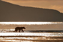 Silhouette of Grizzly bear (Ursus arctos horribilis) walking along beach, Katmai NP, Alaska, USA, August