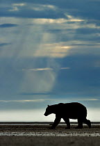 Silhouette of Grizzly bear (Ursus arctos horribilis) walking along beach, Katmai NP, Alaska, USA, August