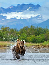 RF- Grizzly bear (Ursus arctos horribilis) leaping through water, chasing salmon. Katmai National Park, Alaska, USA, August. (This image may be licensed either as rights managed or royalty free.)