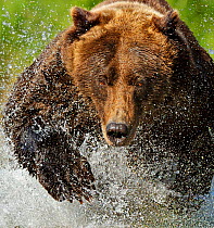 Grizzly bear (Ursus arctos horribilis) leaping through water chasing salmon, Katmai NP, Alaska, USA, September, (crop of image 01360394) Not available for ringtone/wallpaper use.