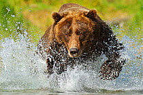 Grizzly bear (Ursus arctos horribilis) leaping through water chasing salmon, Katmai NP, Alaska, USA, September, (01360399 is a crop of this image)