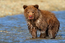Grizzly bear (Ursus arctos horribilis) cub fishing, Katmai NP, Alaska, USA, September