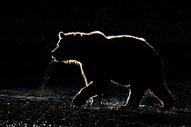 Silhouette of Grizzly bear (Ursus arctos horribilis) walking along river, backlit, Katmai NP, Alaska, USA, September