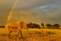 RF- African elephant (Loxodonta africana) mother and baby with rainbow in background. Masai Mara Game Reserve, Kenya, January. Endangered species. (This image may be licensed either as rights managed...