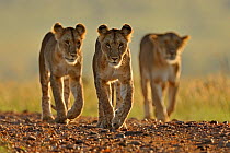 African lion (Panthera leo) three females from pride walking on road, Masai Mara GR, Kenya, January