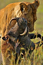 African lion (Panthera leo) female killing Warthog (Phacocoercus aethiopicus), Masai Mara GR, Kenya, January