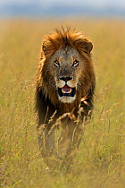 African lion (Panthera leo) male lion in long grass, Masai Mara GR, Kenya, January