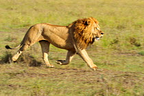 African lion (Panthera leo) male lion running, Masai Mara GR, Kenya, January