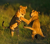 African lion (Panthera leo) two cubs playing at sunrise, Masai Mara GR, Kenya, January