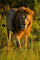 African lion (Panthera leo) male lion of the Marsh pride, Masai Mara GR, Kenya, February