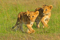 African lion (Panthera leo) two young cubs following mother, Masai Mara GR, Kenya, February