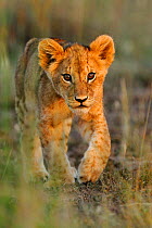African lion (Panthera leo) young cub following mother, Masai Mara GR, Kenya, February, (crop of 01360430)