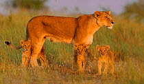 African Lion (Panthera leo) mother with young at sunrise (Notch's pride), Masai Mara GR, Kenya, February *Not available for print-on-demand until August 2015*
