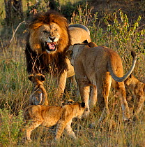 African Lion (Panthera leo) male lion greeting female and cubs, Notch from Disney African Cats film, Masai Mara GR, Kenya, February